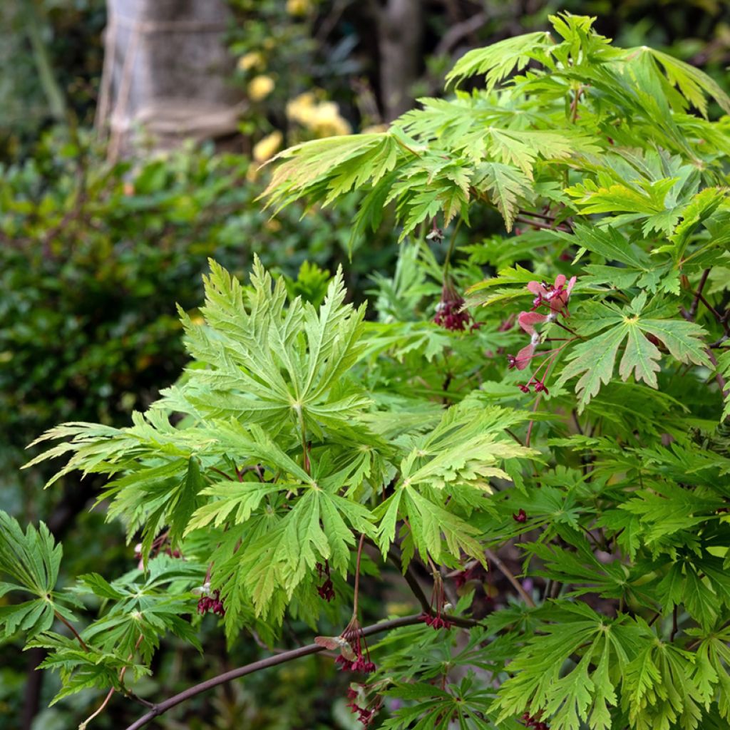 Érable du Japon - Acer japonicum Aconitifolium