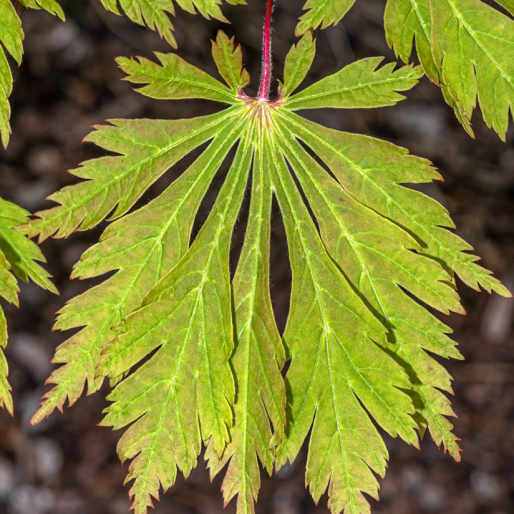 Érable du Japon - Acer japonicum Aconitifolium