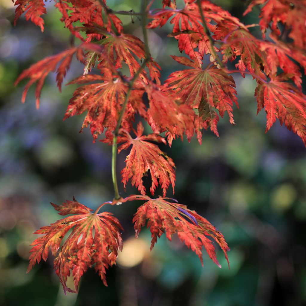 Érable du Japon - Acer japonicum Aconitifolium