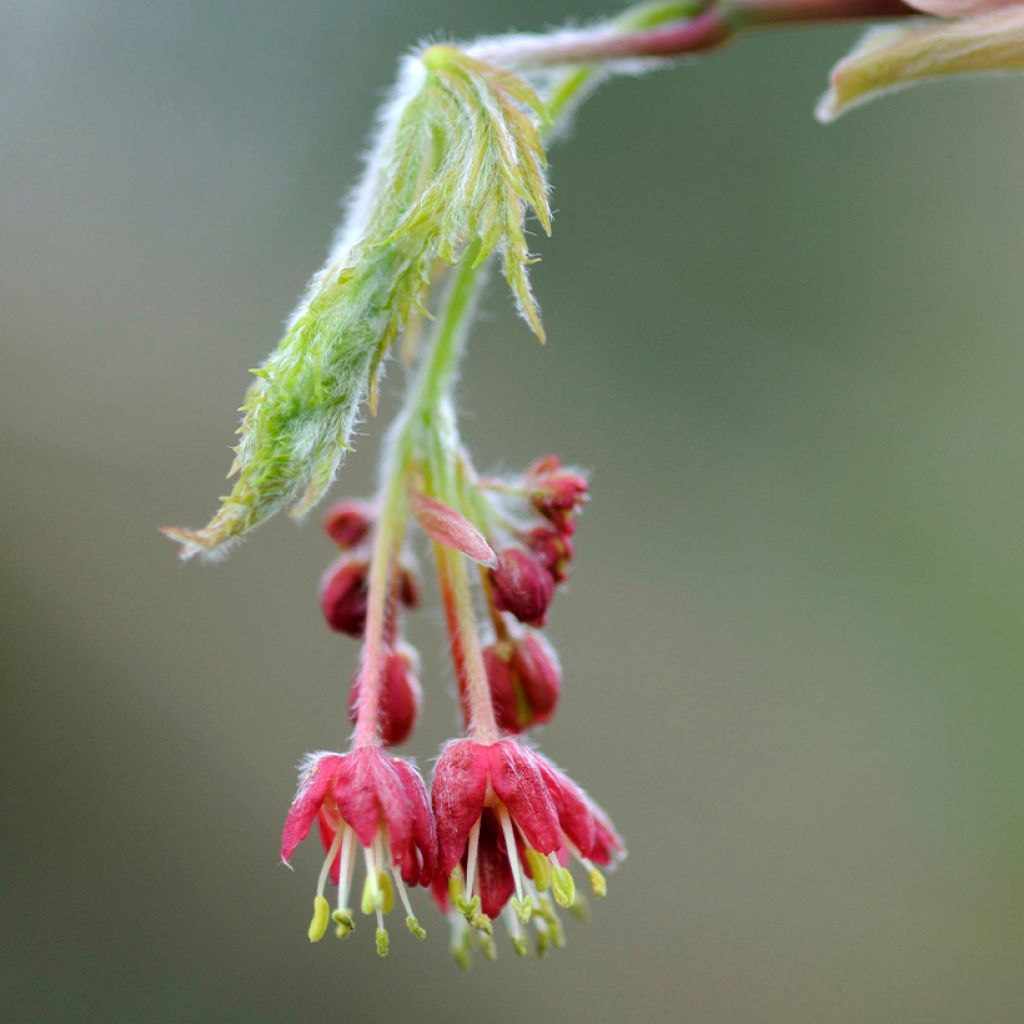 Érable du Japon - Acer japonicum Aconitifolium