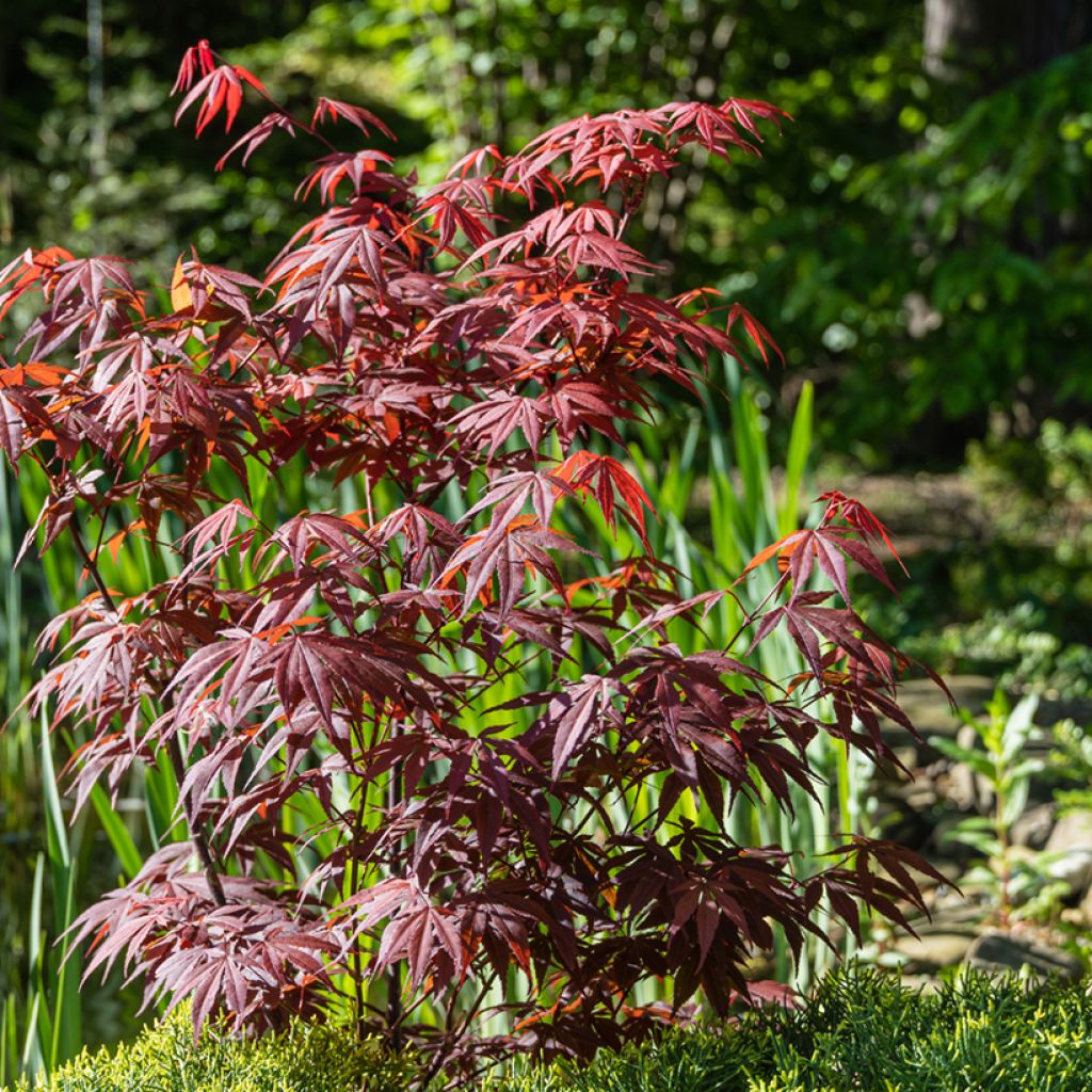 Érable du Japon - Acer palmatum Atropurpureum