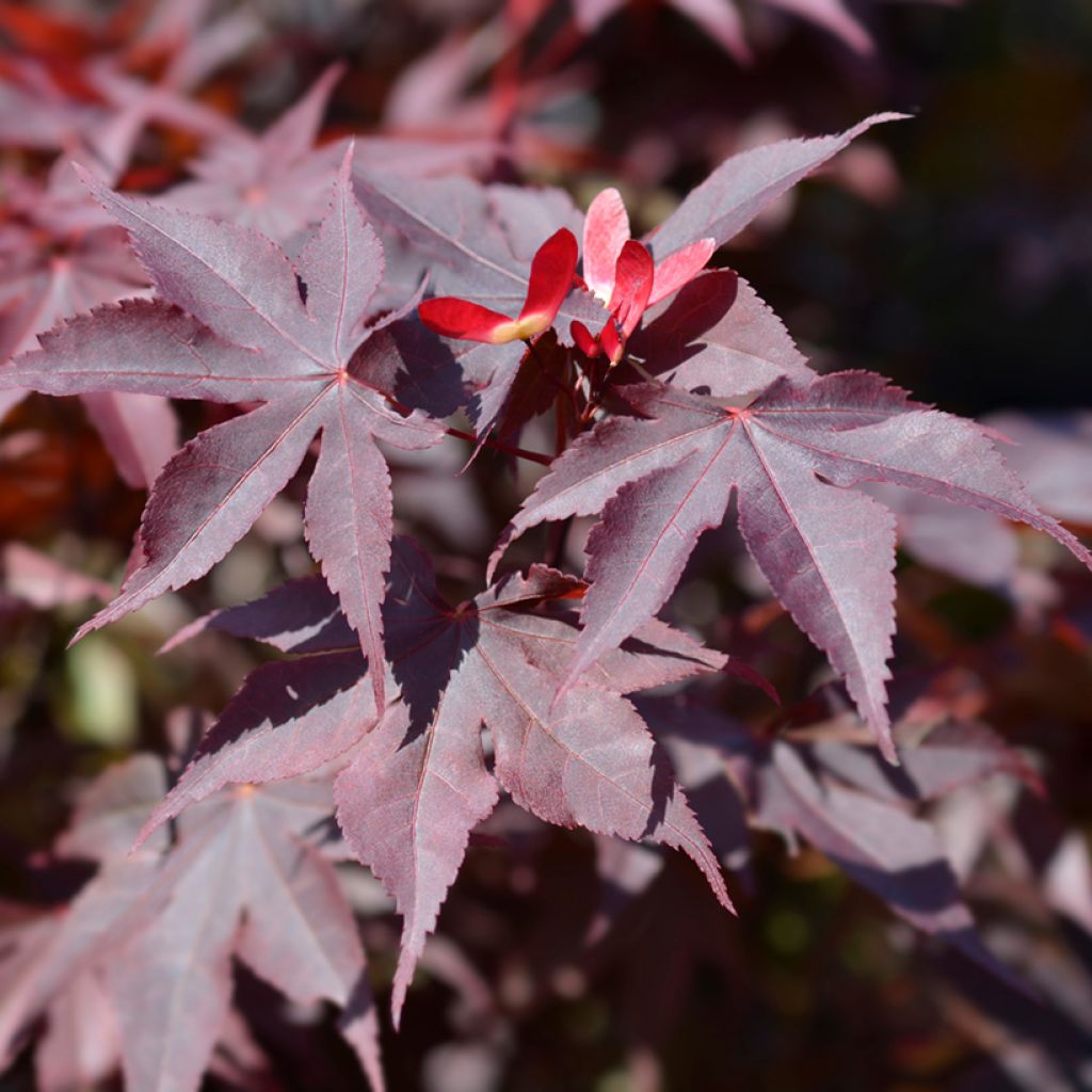 Érable du Japon - Acer palmatum Bloodgood