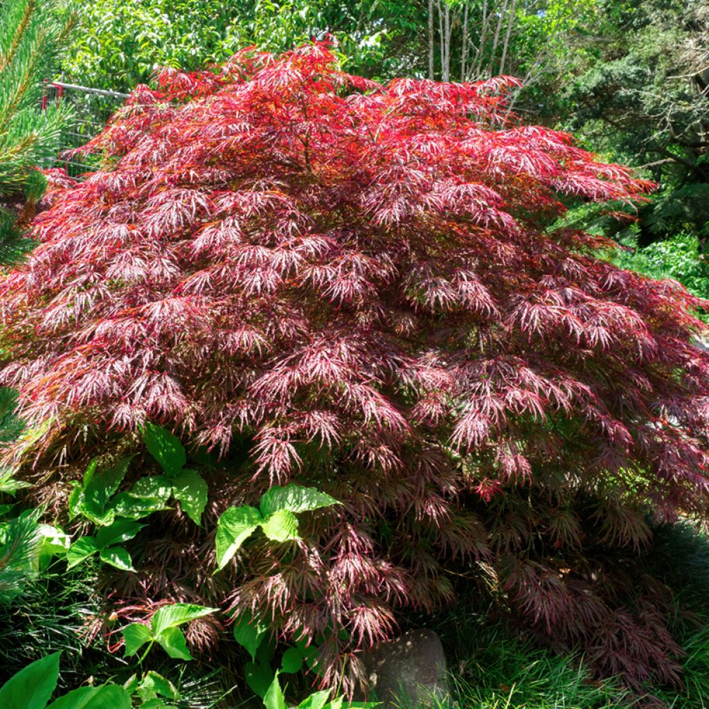 Érable du Japon - Acer palmatum Crimson Queen