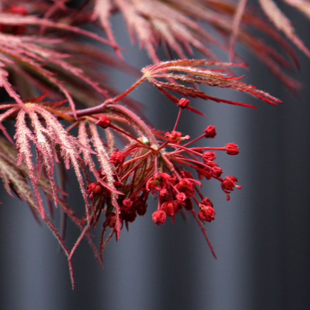 Érable du Japon - Acer palmatum Crimson Queen