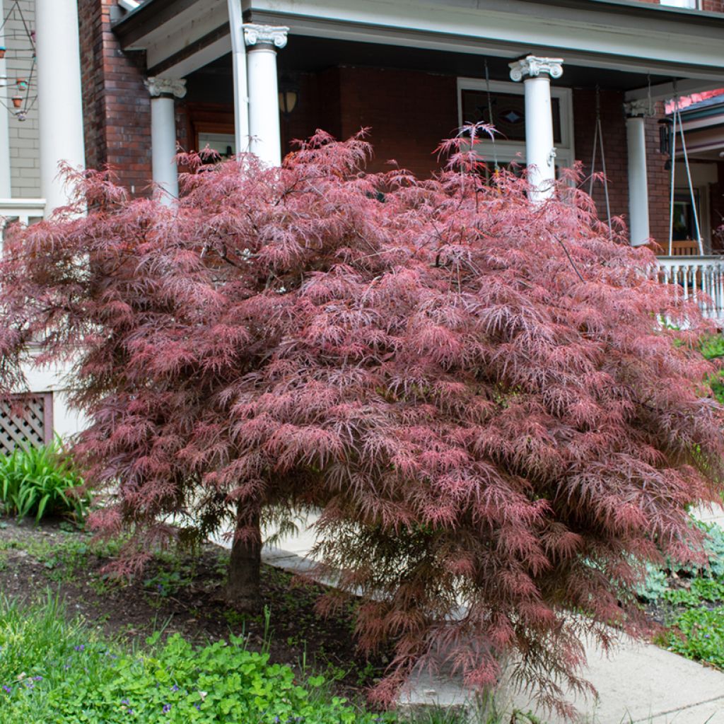 Érable du Japon - Acer palmatum Crimson Queen