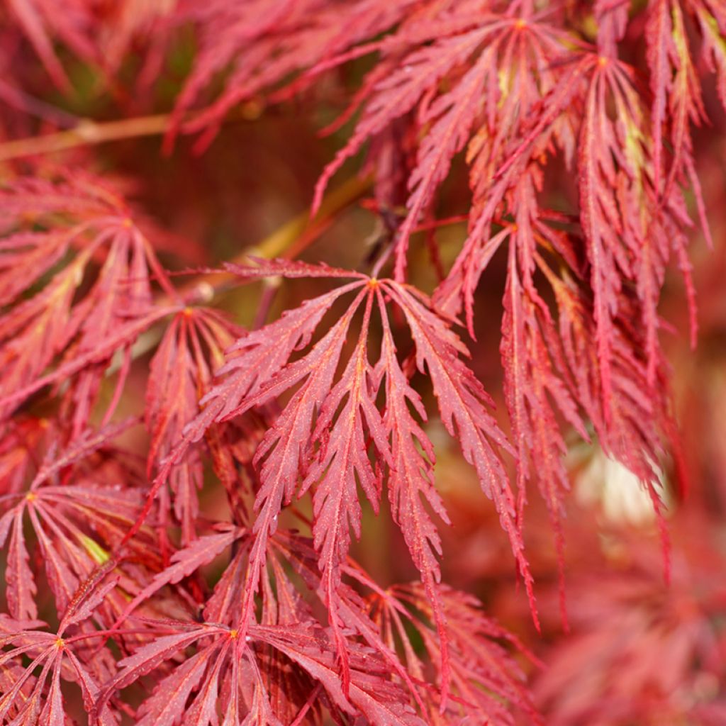 Érable du Japon - Acer palmatum Dissectum Garnet