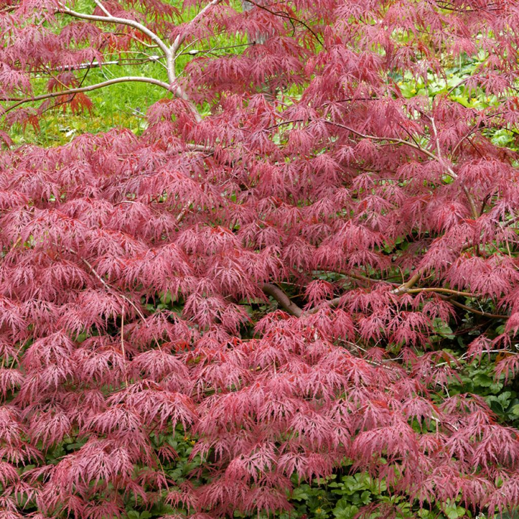 Érable du Japon - Acer palmatum Dissectum Garnet
