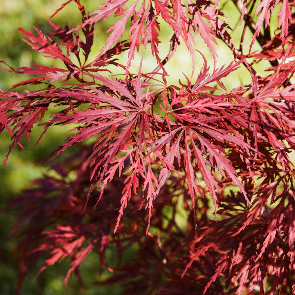 Érable du Japon - Acer palmatum Dissectum Garnet