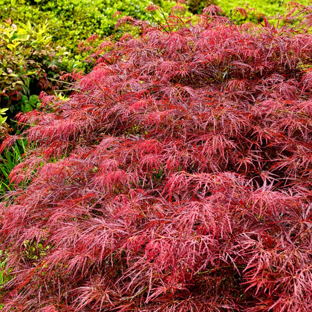 Érable du Japon - Acer palmatum Dissectum Garnet