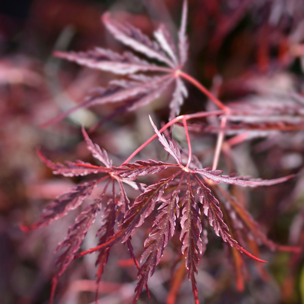 Érable du Japon - Acer palmatum Dissectum Garnet