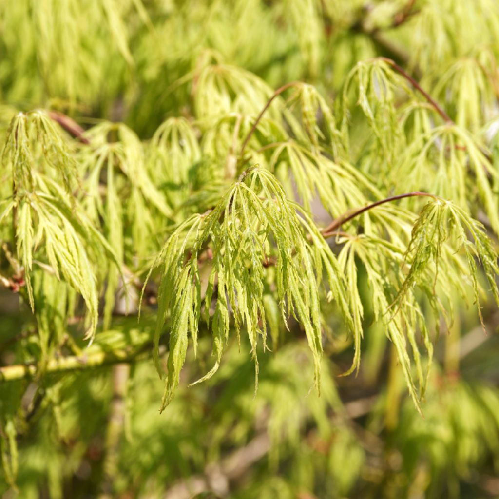 Érable du Japon - Acer palmatum Dissectum Viridis