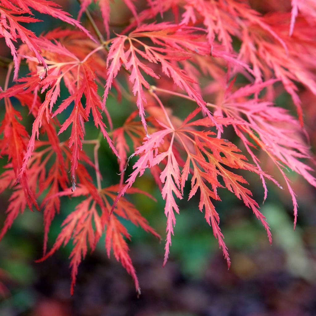 Érable du Japon - Acer palmatum Dissectum Viridis