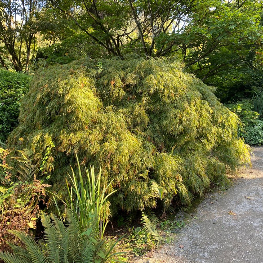 Érable du Japon - Acer palmatum Dissectum Viridis