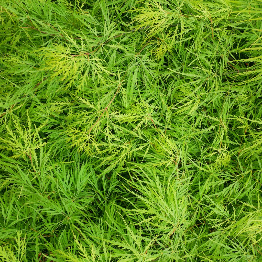 Érable du Japon - Acer palmatum Emerald Lace