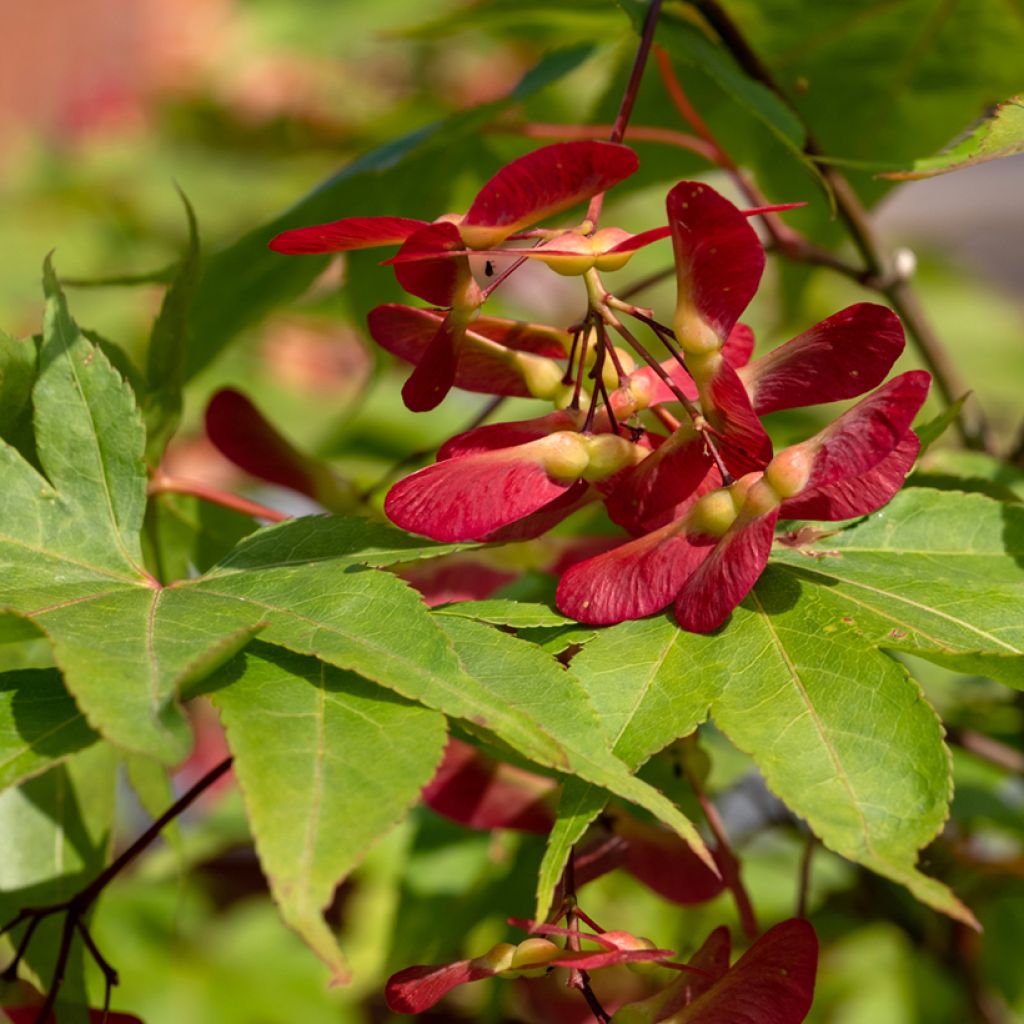 Érable du Japon - Acer palmatum Osakazuki