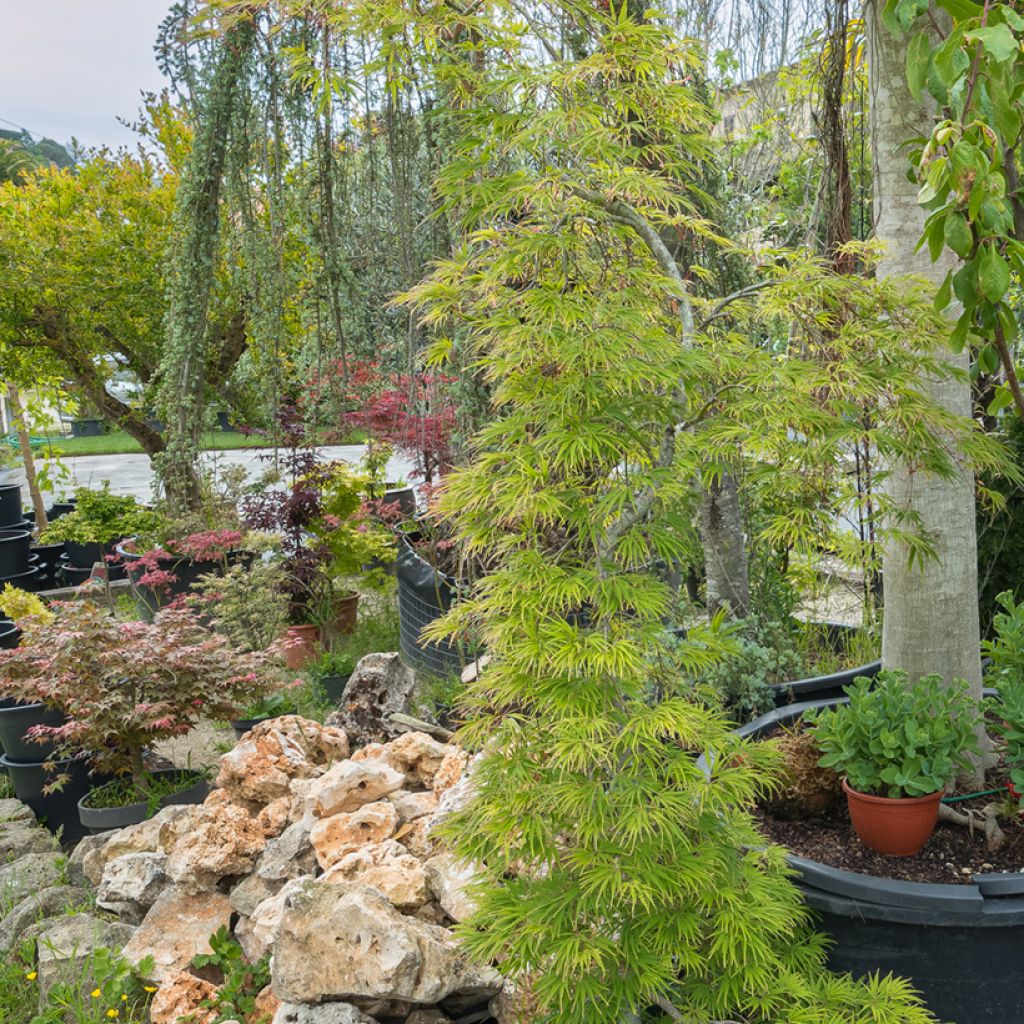 Érable du Japon - Acer palmatum Seiryu
