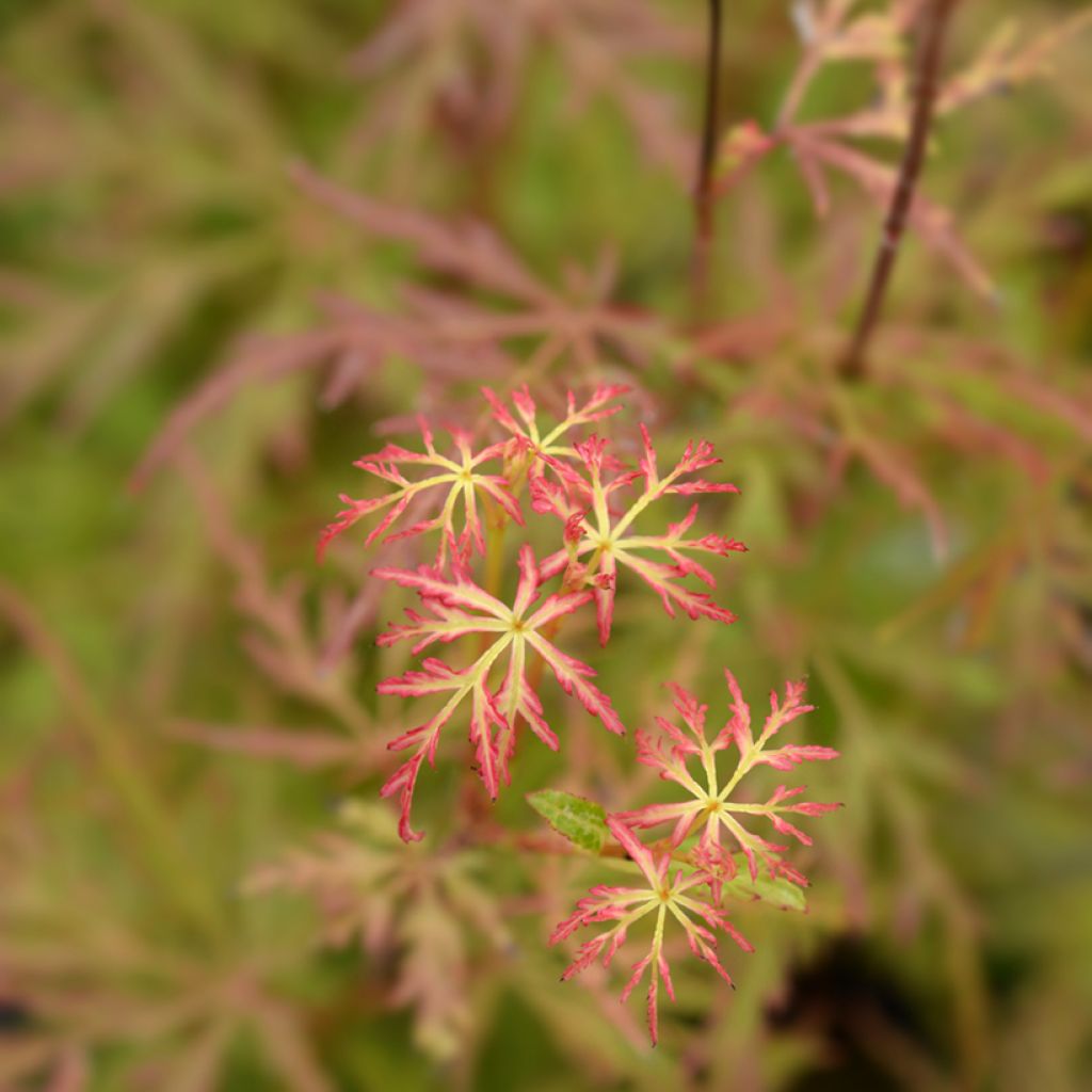 Érable du Japon - Acer palmatum Seiryu