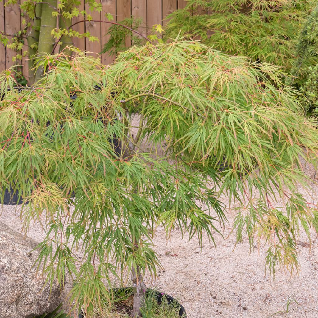 Érable du Japon - Acer palmatum Seiryu