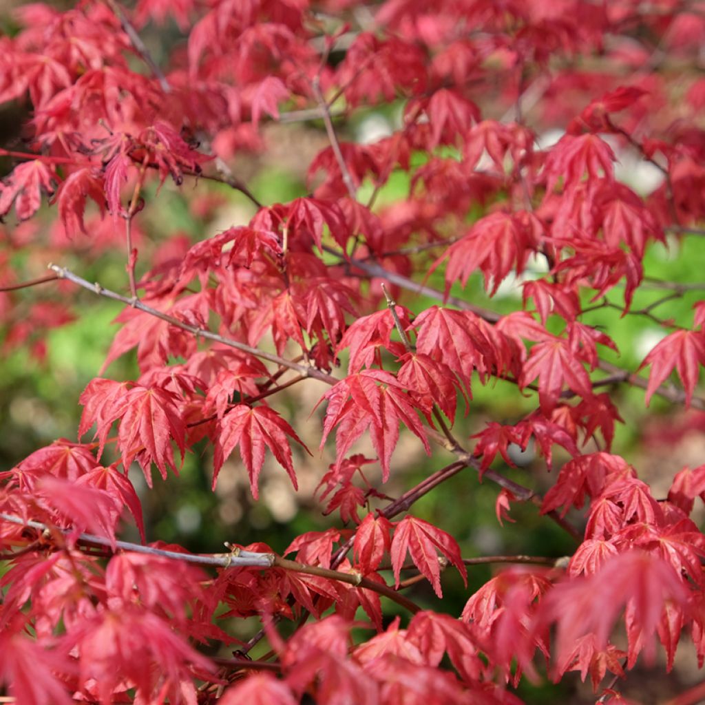 Érable du Japon - Acer palmatum Shindeshojo