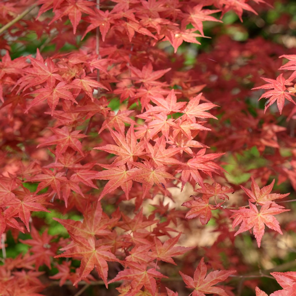 Érable du Japon - Acer palmatum Shindeshojo