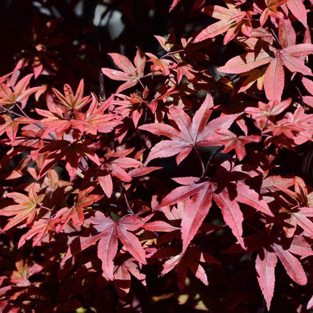 Érable du Japon - Acer palmatum Twomblys Red Sentinel