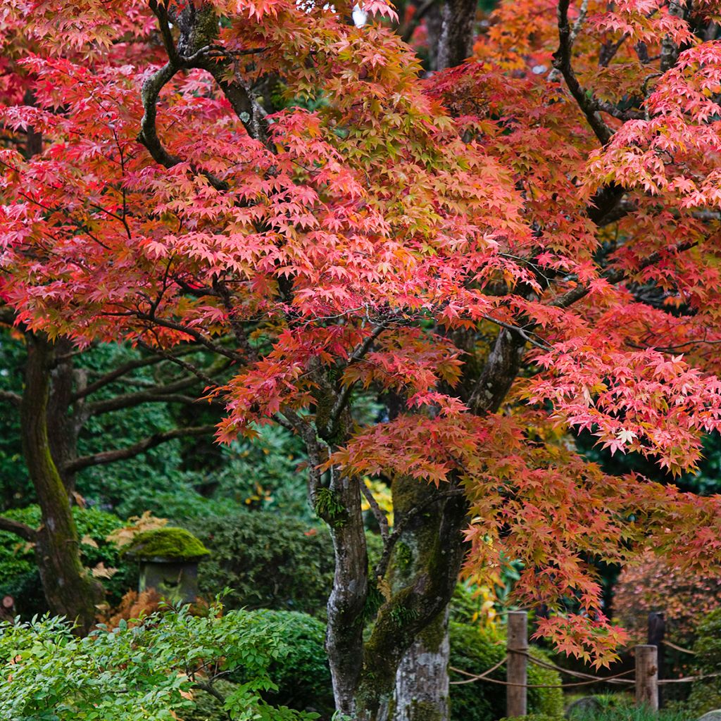 Érable du Japon - Acer palmatum