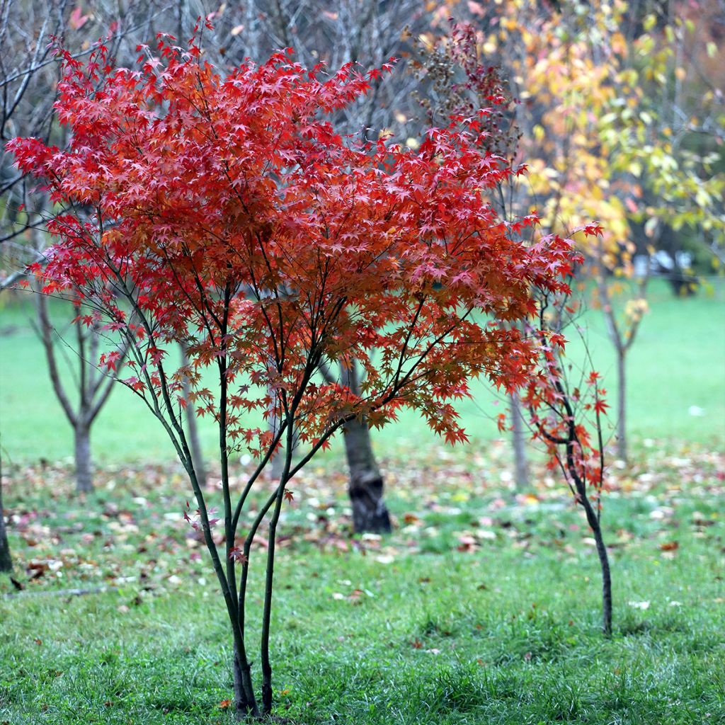 Érable du Japon - Acer palmatum