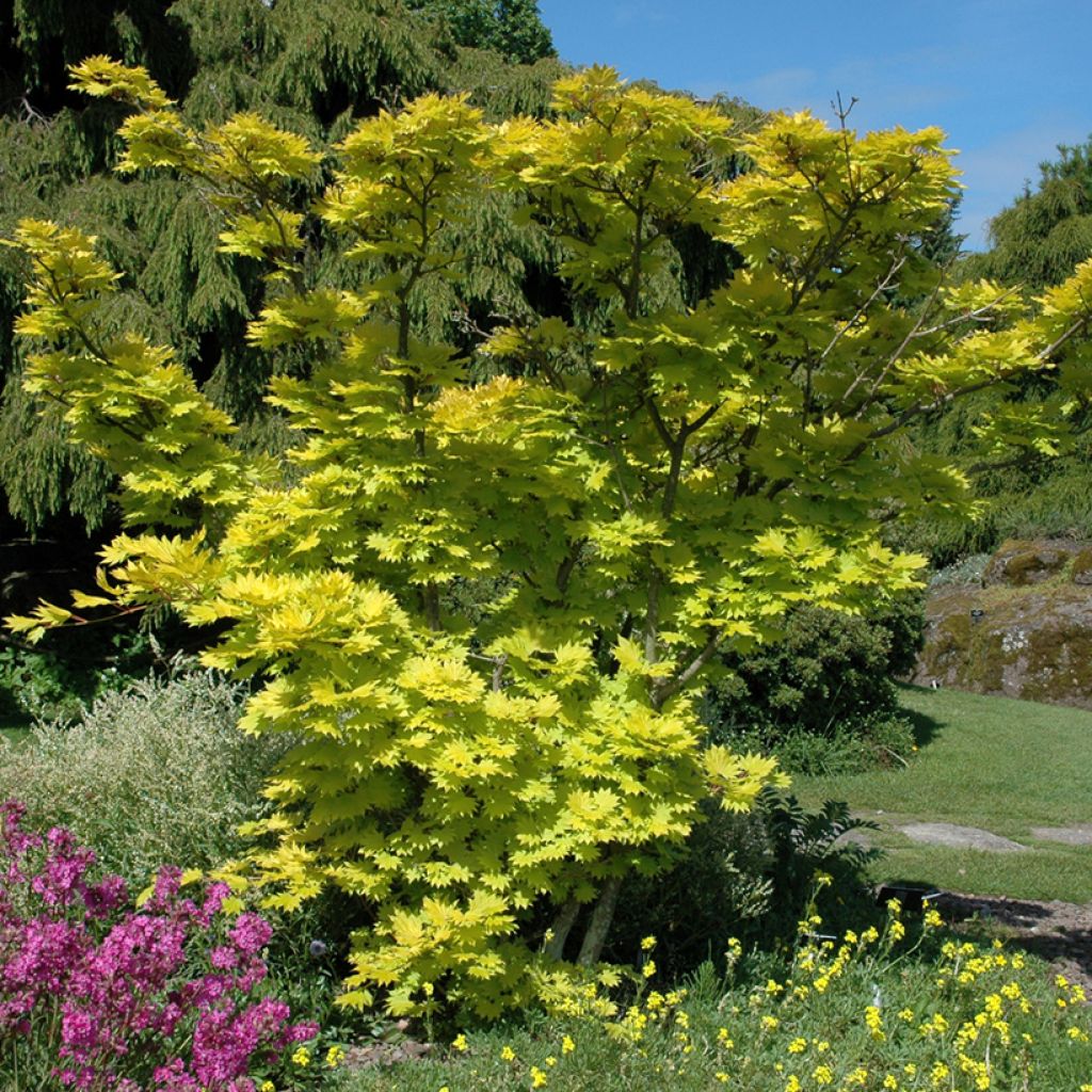Érable du Japon - Acer shirasawanum Aureum