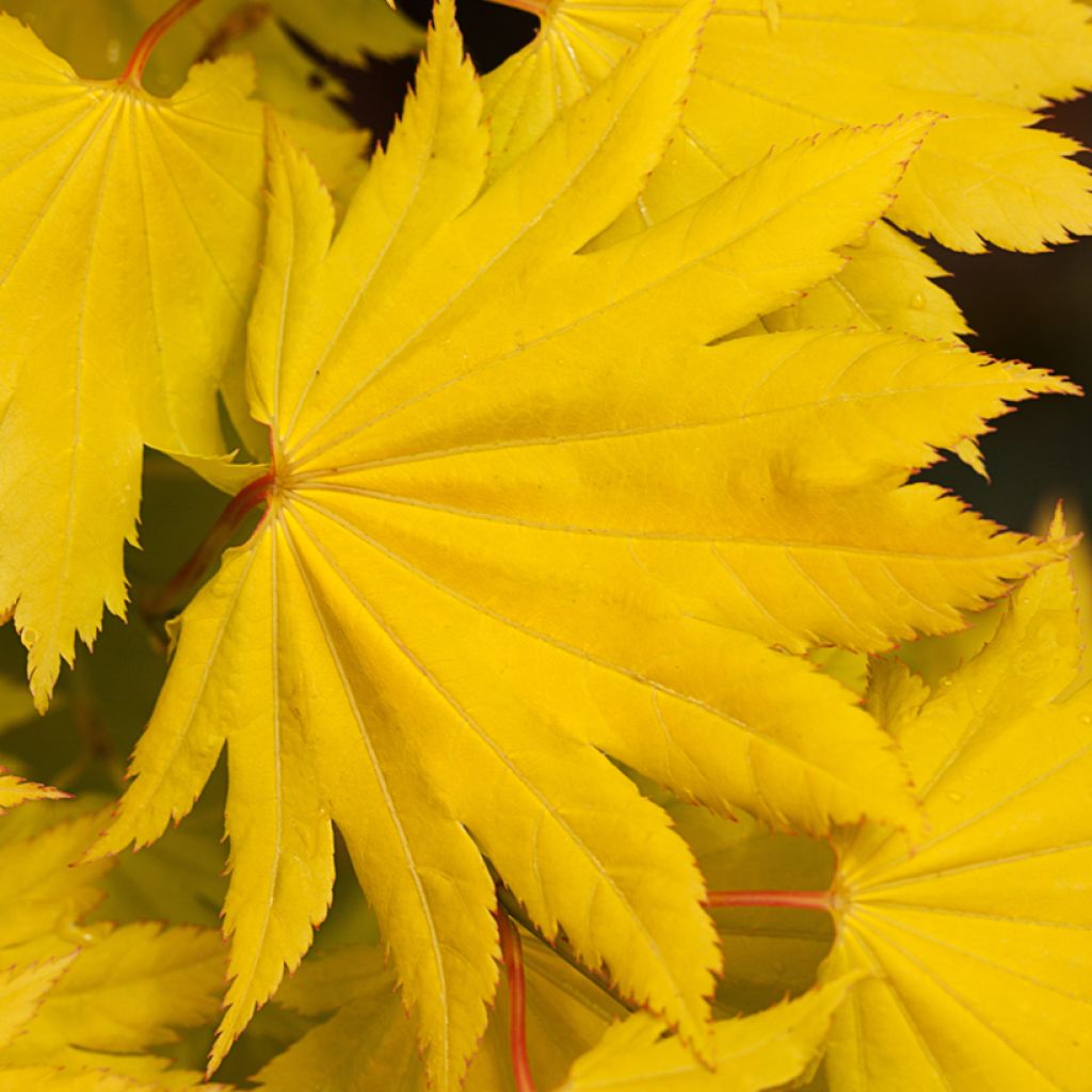 Érable du Japon - Acer shirasawanum Aureum
