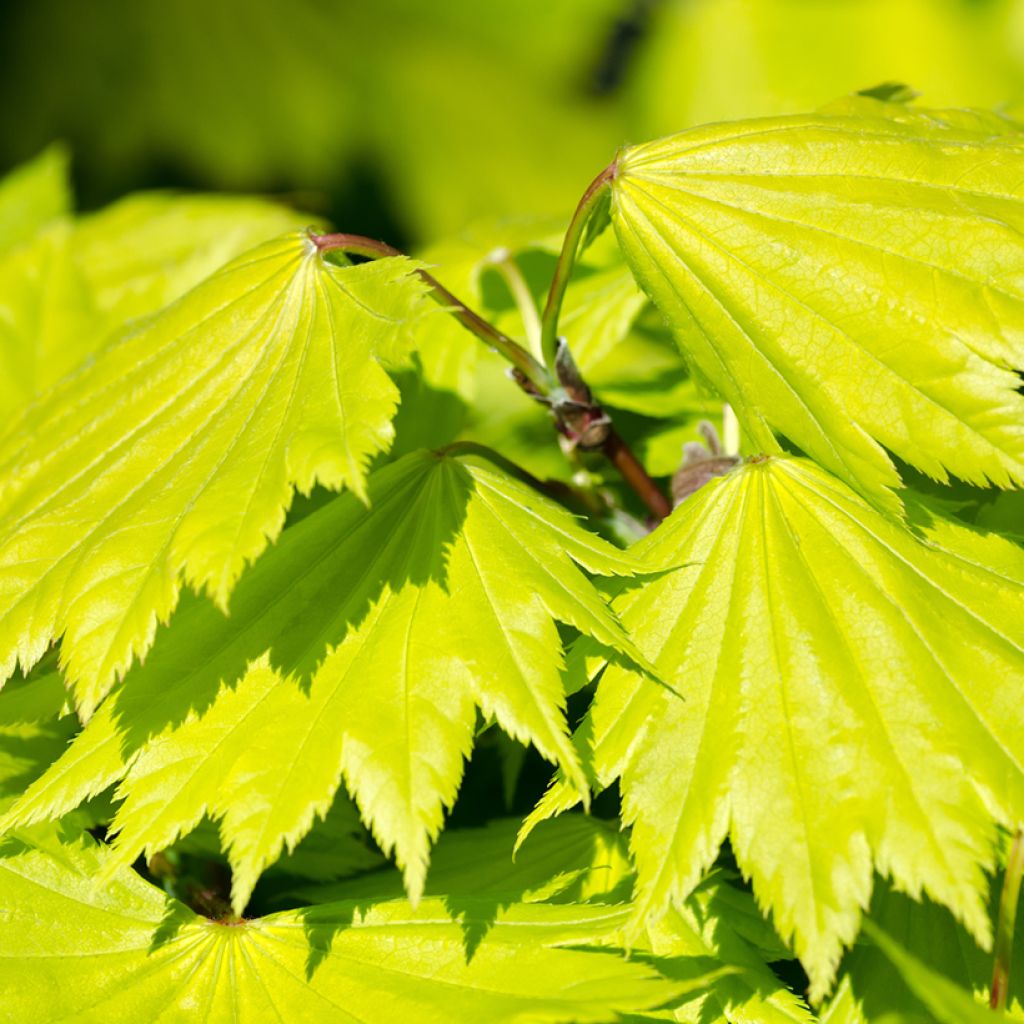 Érable du Japon - Acer shirasawanum Aureum