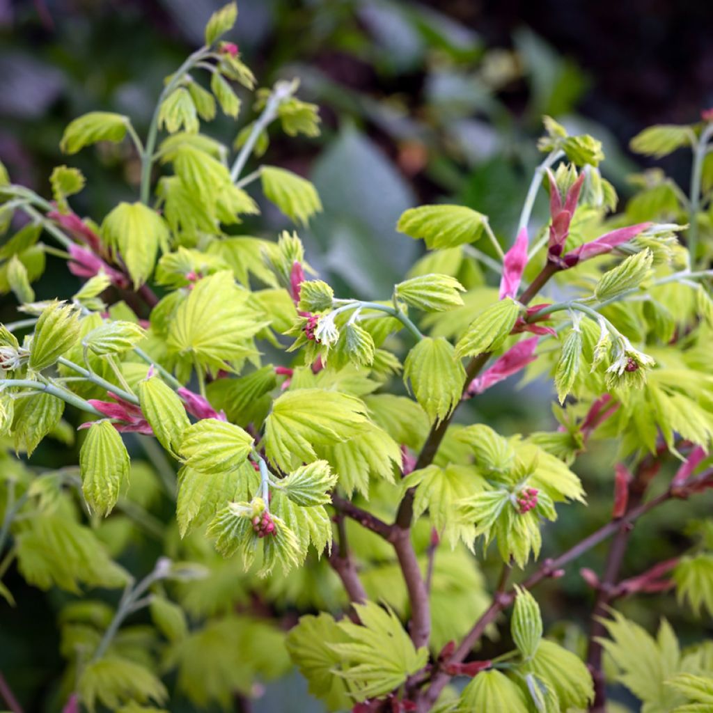 Érable du Japon - Acer shirasawanum Aureum