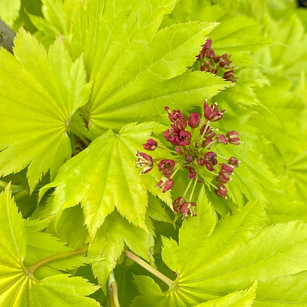 Érable du Japon - Acer shirasawanum Aureum