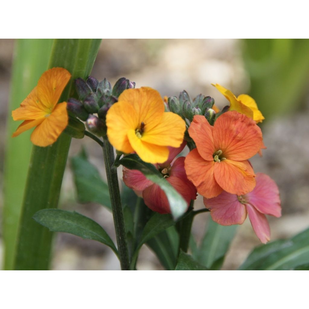 Giroflée vivace - Erysimum Winter Party