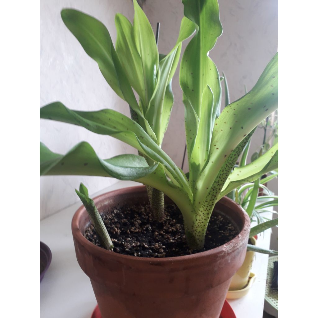 Eucomis bicolor - Eucomide