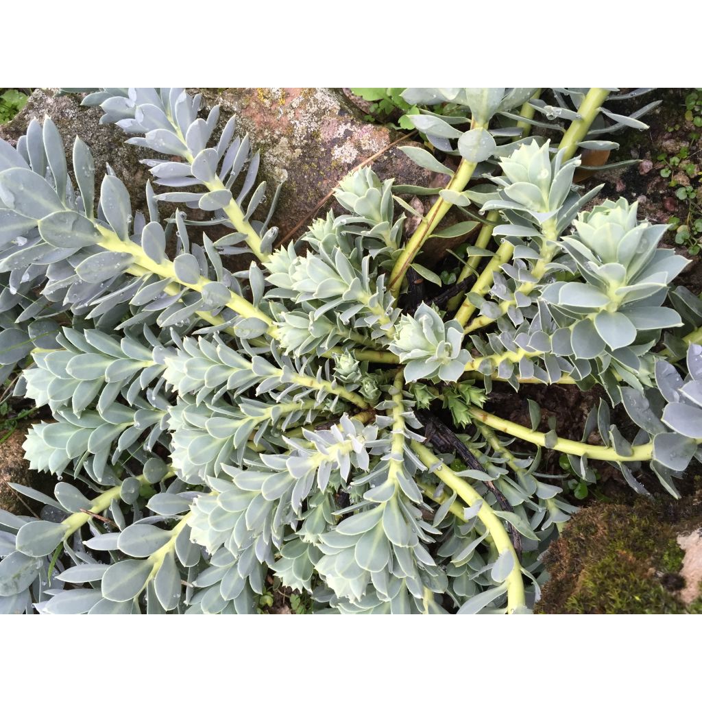 Euphorbia myrsinites - Euphorbe de Corse