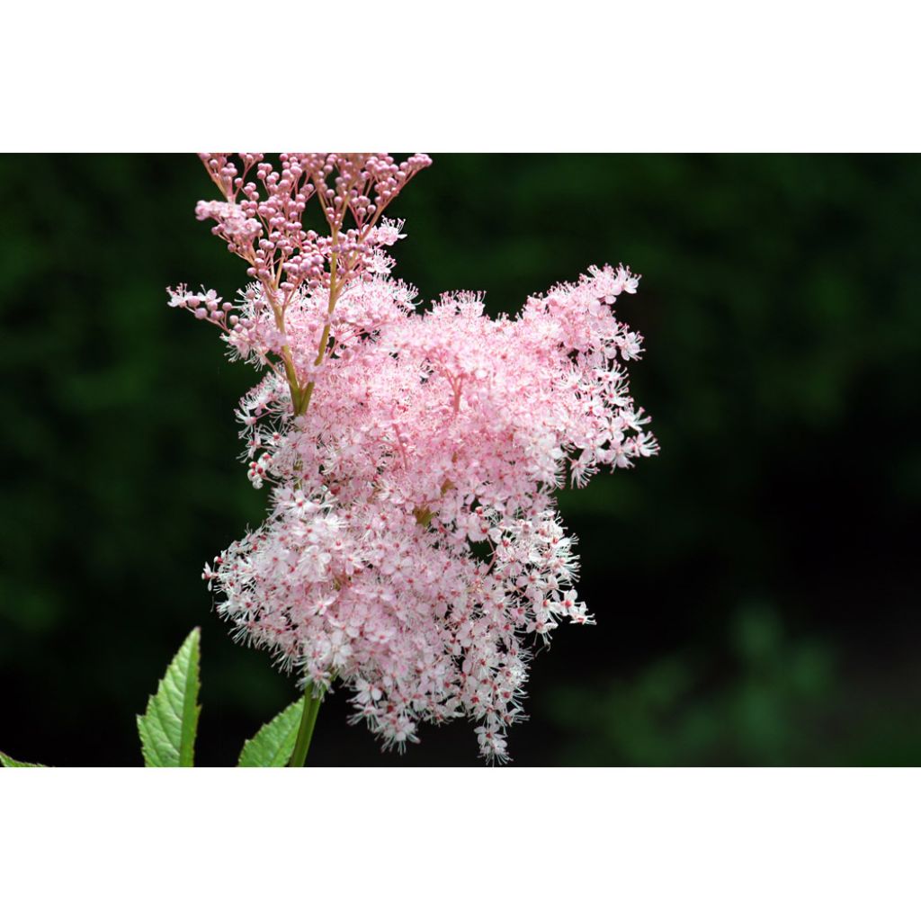 Filipendula rubra Venusta - Reine des prés
