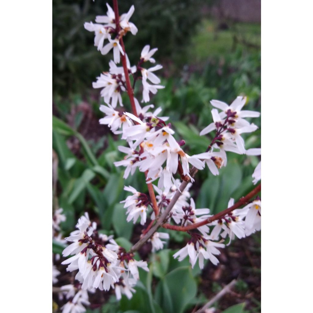 Forsythia blanc de Corée, Abeliophyllum distichum