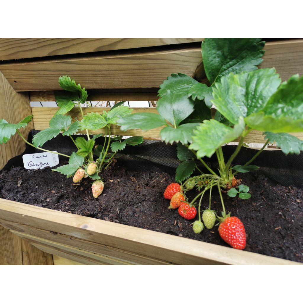 Fraisier Cirafine (remontant) 