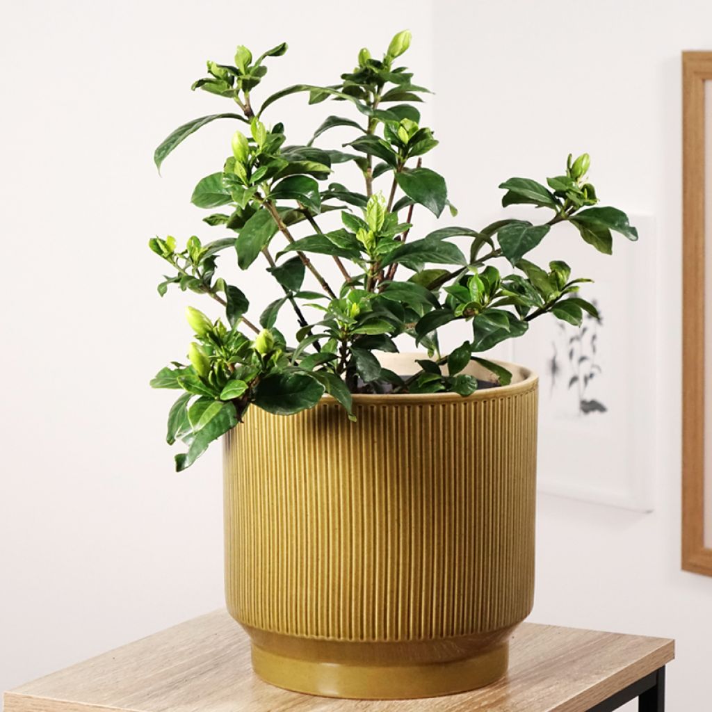 Gardenia jasminoides Double Diamonds  