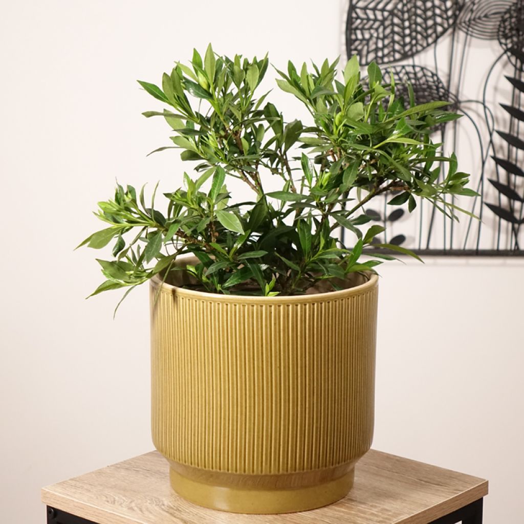 Gardenia jasminoides Perfumed Petticoats