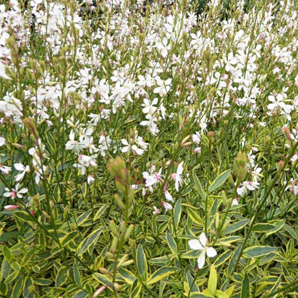 Gaura lindheimeri Corrie's Gold - Gaura de Lindheimer à feuillage panaché