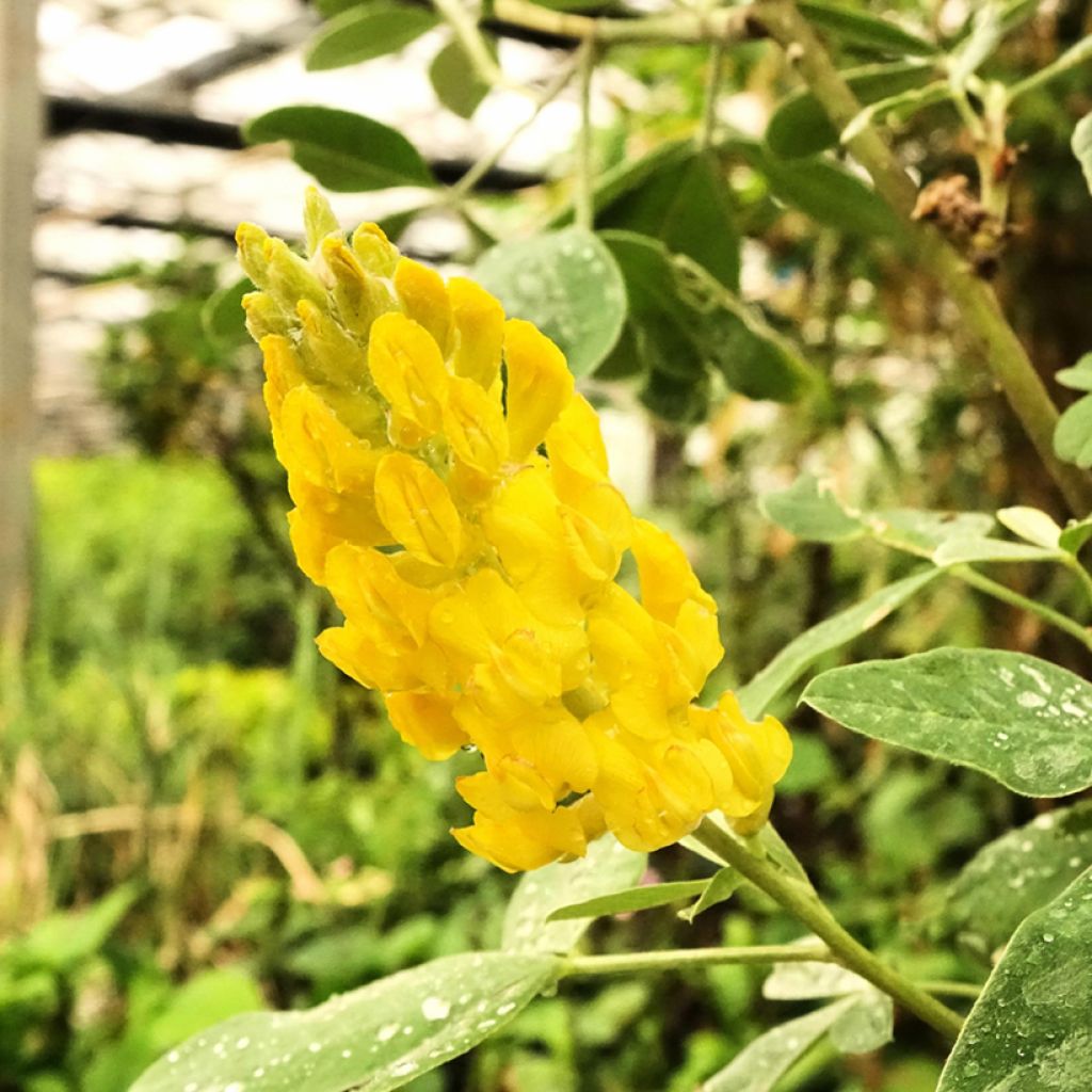 Genêt ananas - Cytisus battandieri