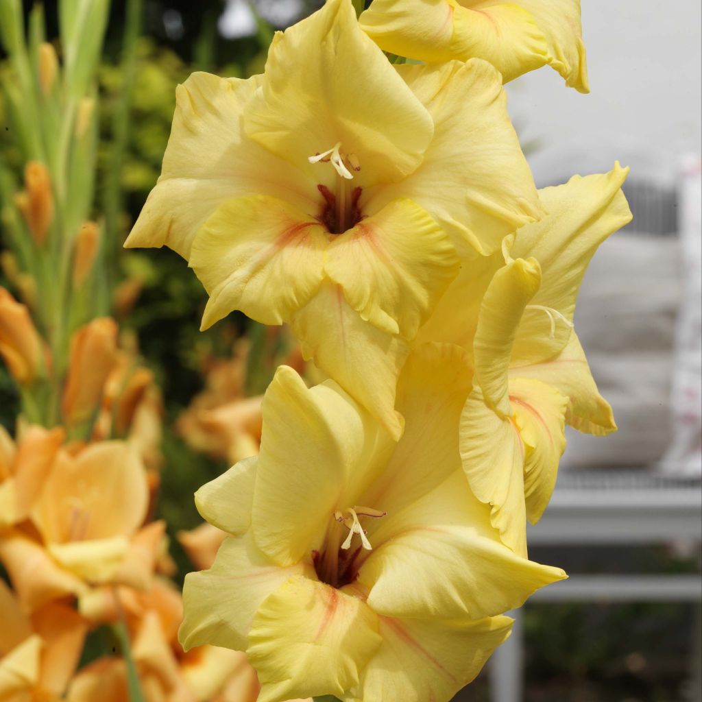 Glaïeul ou Gladiolus Ovatie