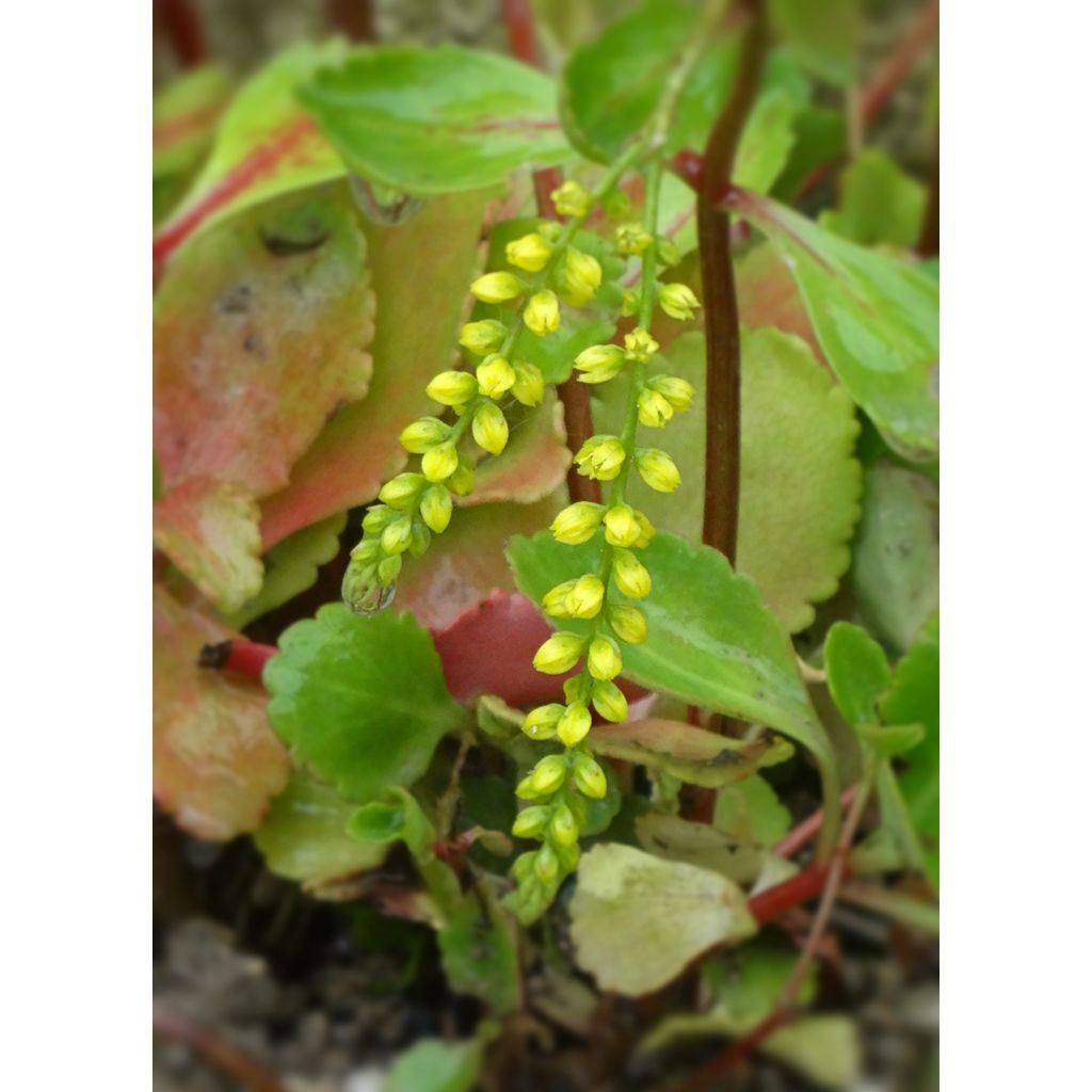 Début d'éclosion des boutons floraux