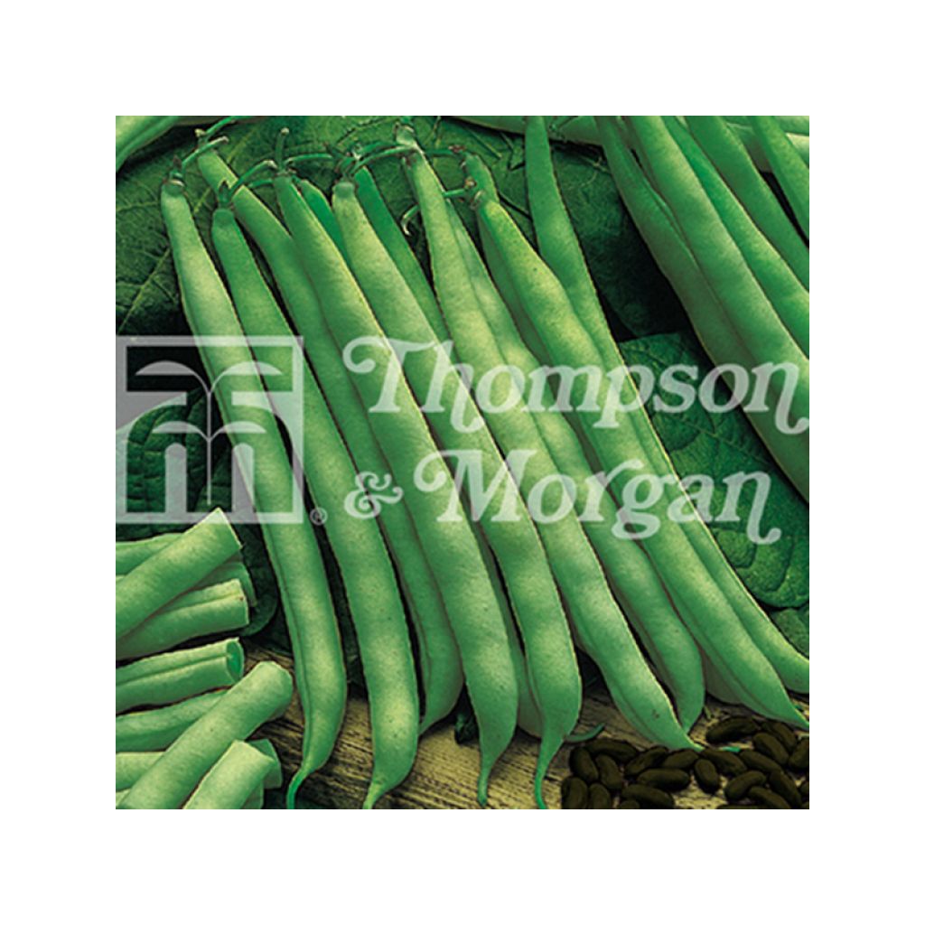 Haricot à rames Fasold - Haricot filet