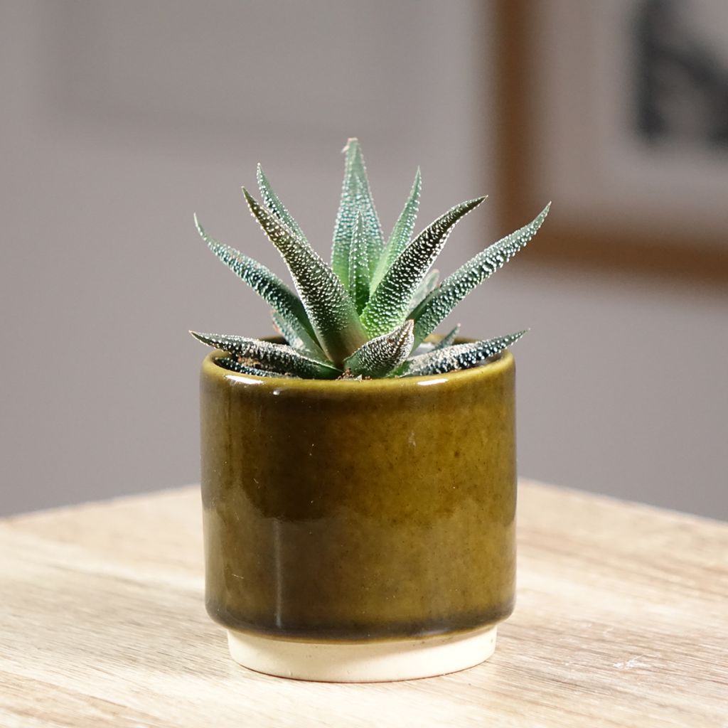 Haworthia fasciata Concolor - Plante zèbre