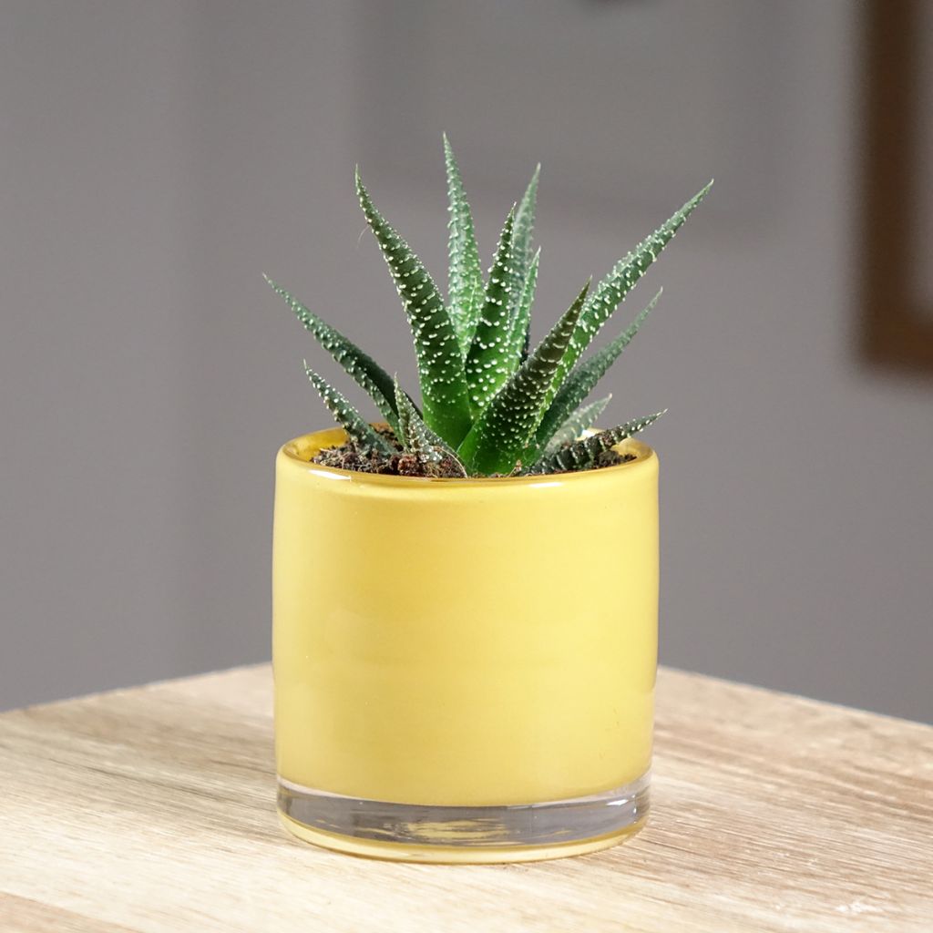 Haworthia limifolia