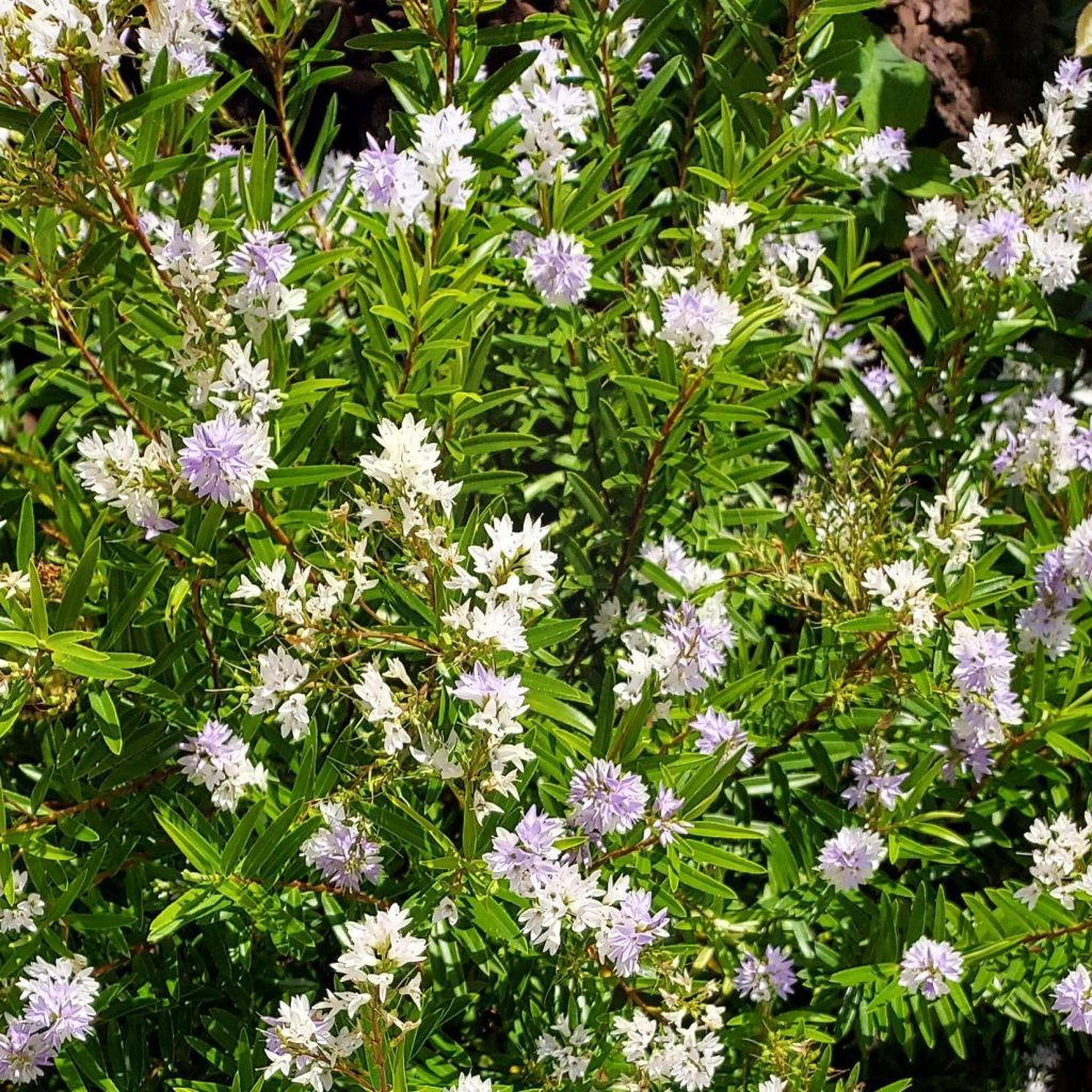 Hebe diosmifolia - Véronique arbustive.