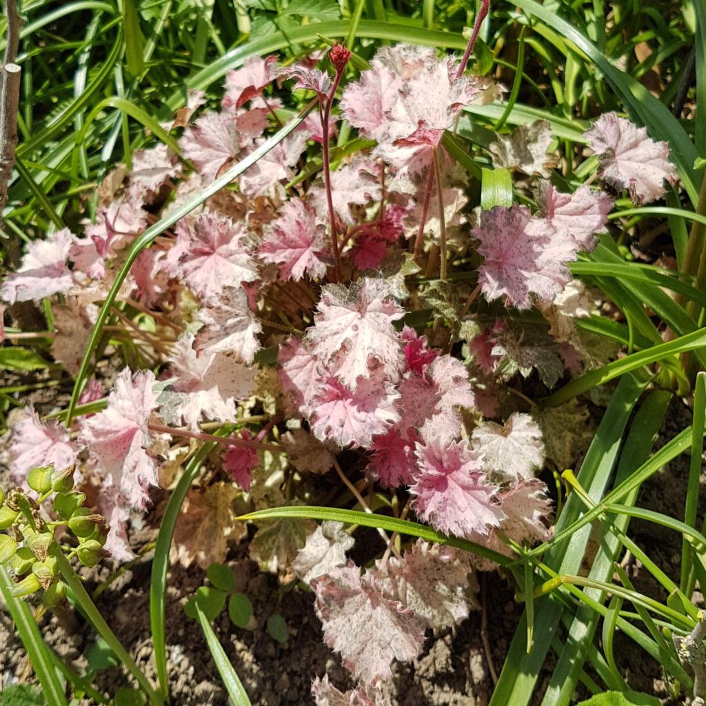 Heuchère Pinky Panky