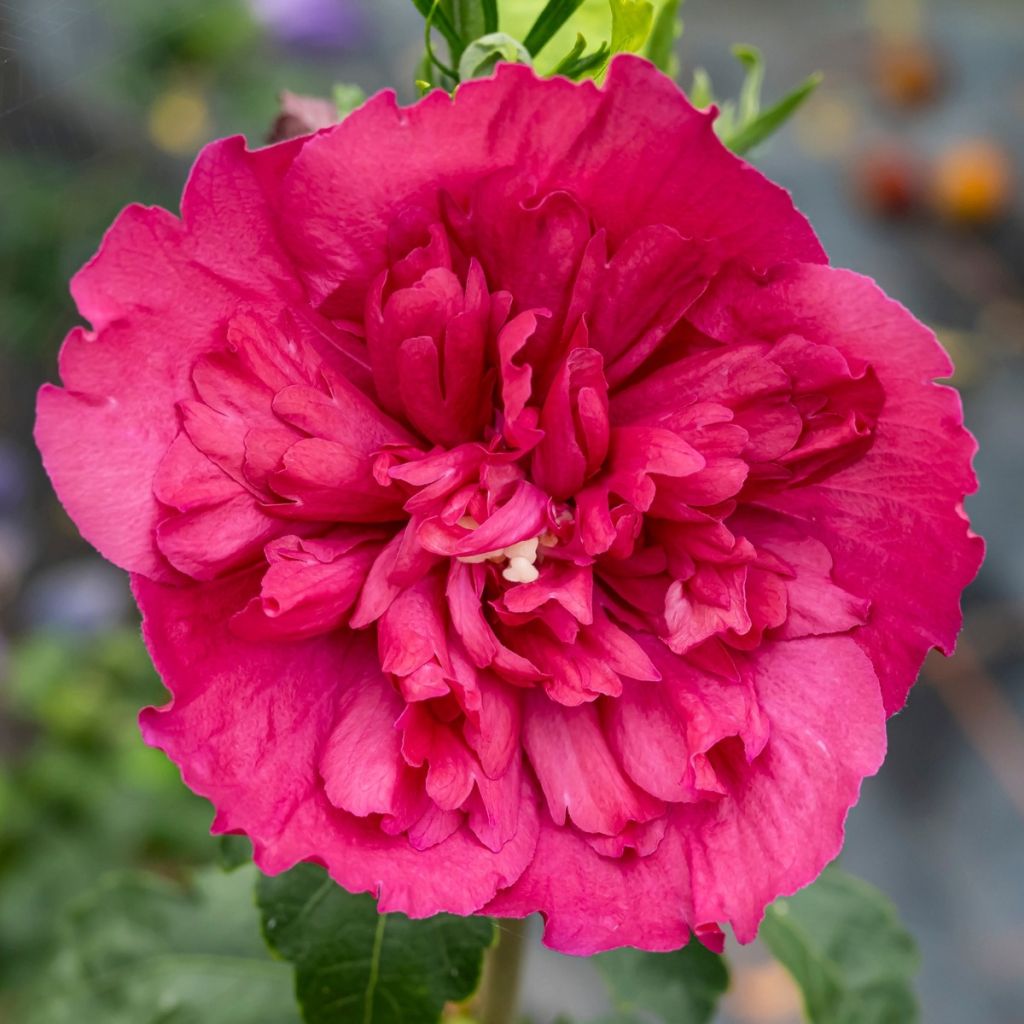 Hibiscus syriacus Ruby Chiffon - Althéa double rouge